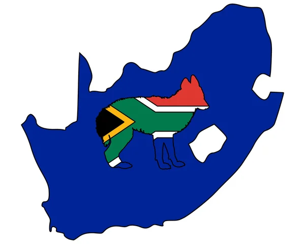 Schakal aus Südafrika — Stockfoto
