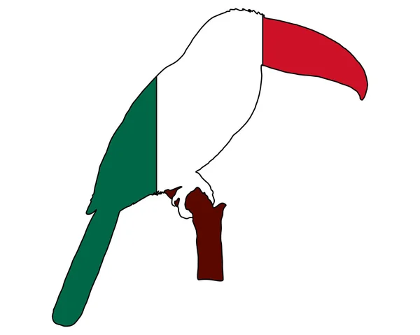 Toucan Mexico — Stock Photo, Image