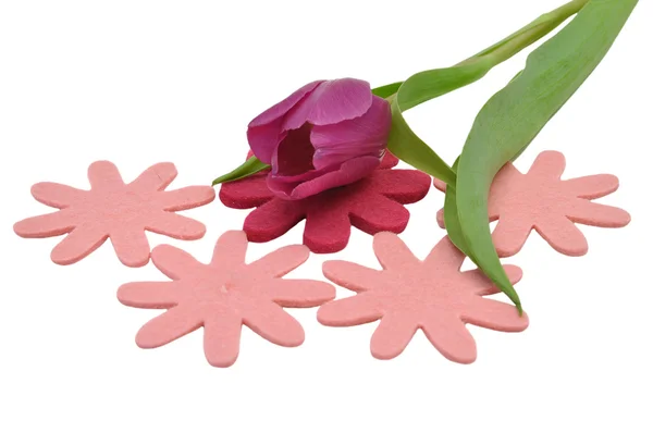 Розовый Тюльпан — стоковое фото