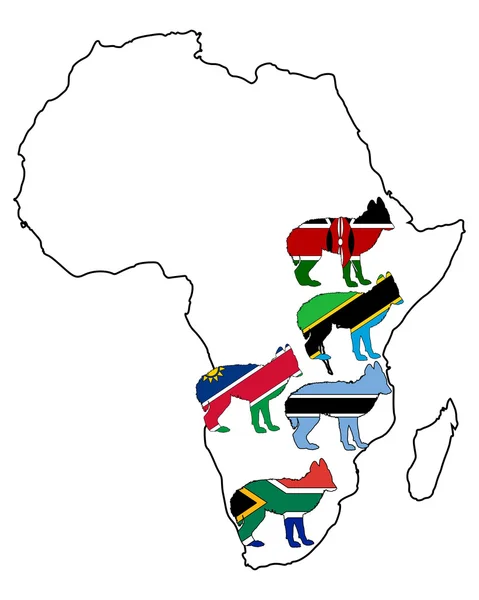 Afrikanischer Schakal — Stockfoto