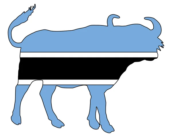Botswana Buffalo — Stock Photo, Image