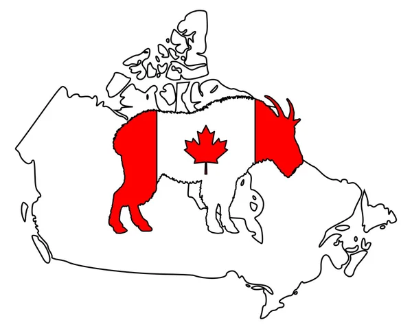 Cabra Montanha Canadá — Fotografia de Stock
