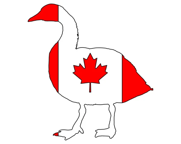 Kanadagås — Stockfoto