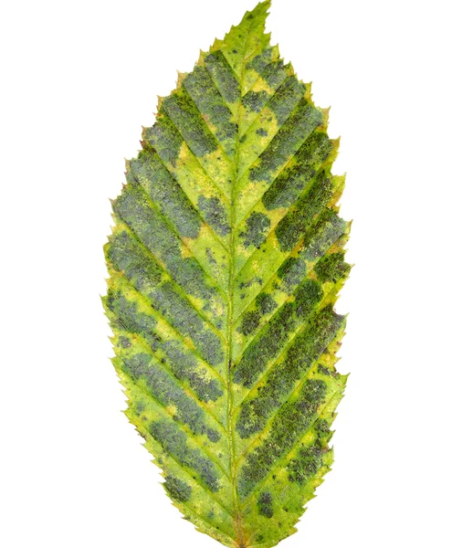 Green Autumn Leaf Foreground White Background — Stock Photo, Image