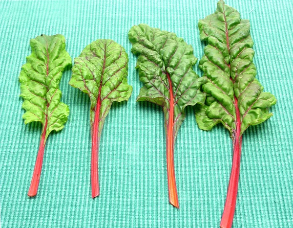 stock image Four red stemmed chard on green background