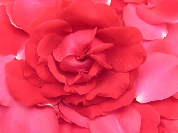 一朵红玫瑰和花瓣作为绚丽背景 — 图库照片