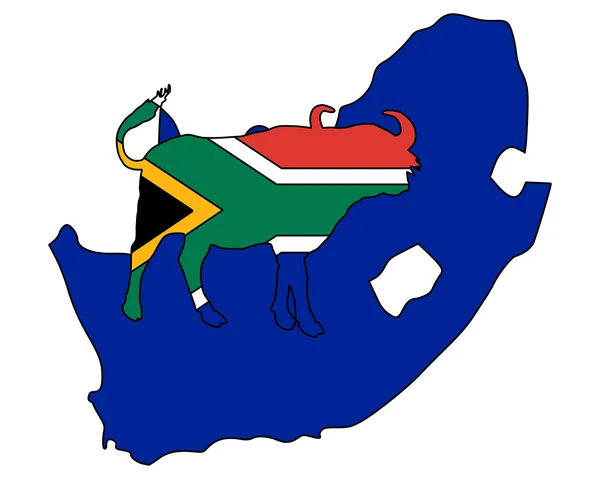 Zuid-Afrika buffalo — Stockfoto