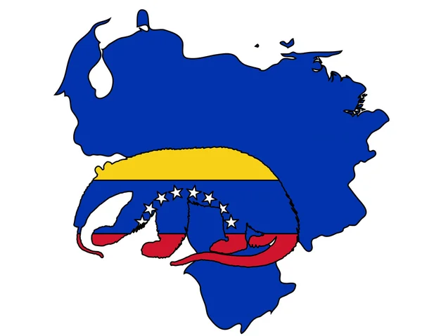 食蚁兽委内瑞拉 — 图库照片
