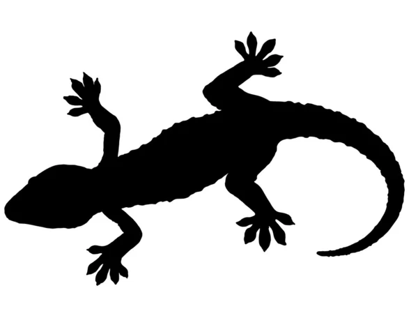 Sílhueta de Gecko — Fotografia de Stock