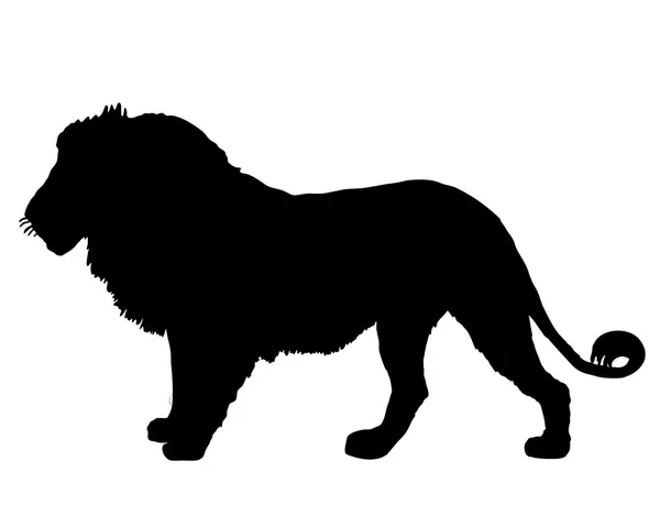 Силуэт льва — стоковое фото