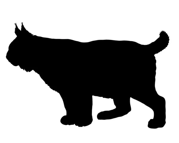 Lynx silhouette — Stock Photo, Image