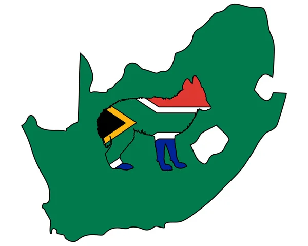 Jakhals uit Zuid-Afrika — Stockfoto