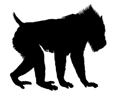 Mandrill'di silhouette