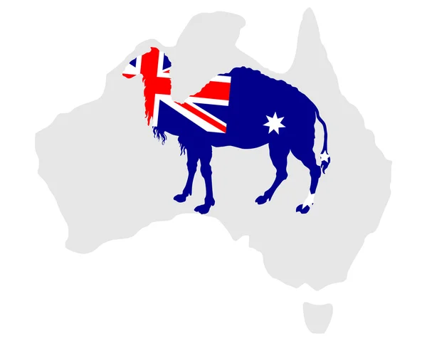 Australiska kamel — Stockfoto