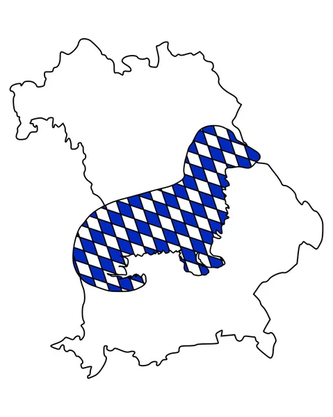 Баварский длинноволосый барсук — стоковое фото