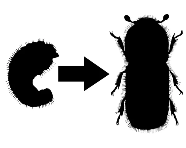 Bark-beetle development — Stock Photo, Image