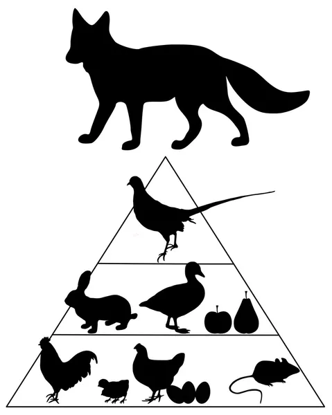 Fuchsnahrungspyramide — Stockfoto