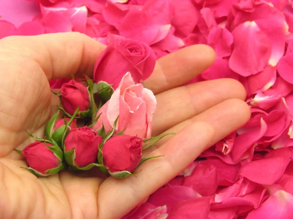 Розовая роза почки в открытой руке на заднем плане с лепестками — стоковое фото