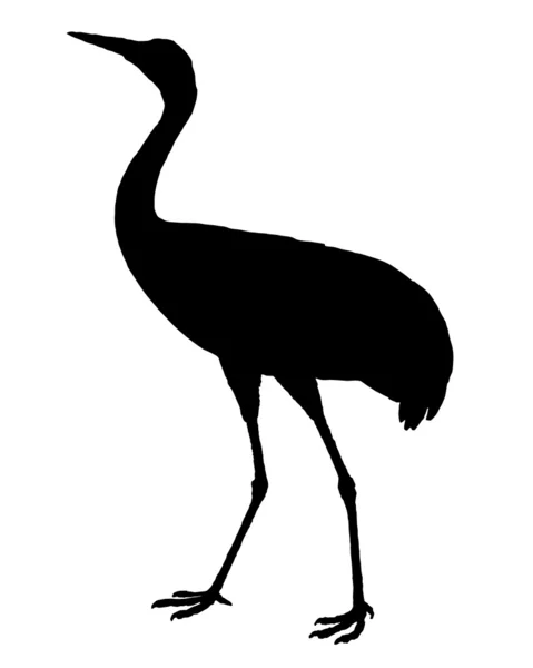 Common Crane silhouette — Stock Photo, Image