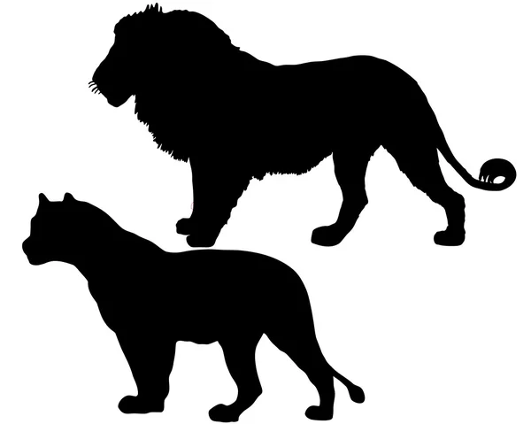 Lions silhouette — Stock Photo, Image