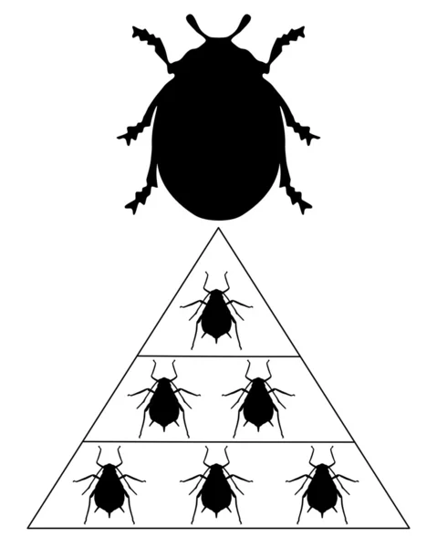 瓢虫的饮食金字塔 — 图库照片