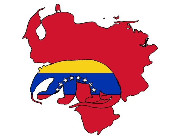 Anteater Βενεζουέλα — Φωτογραφία Αρχείου