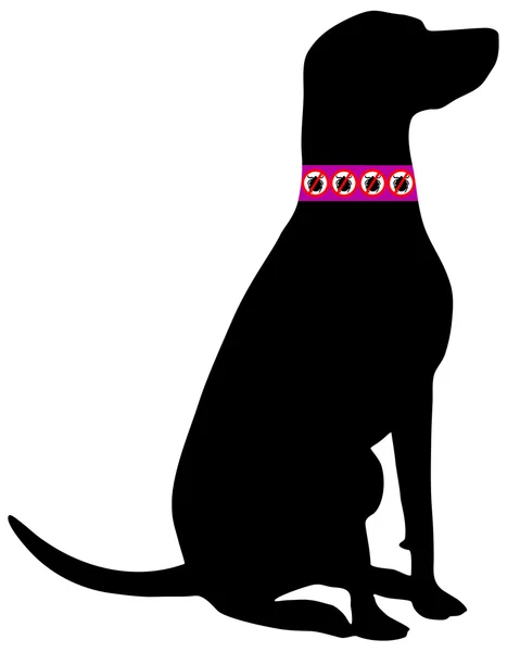 Coleira de carrapato cão — Fotografia de Stock