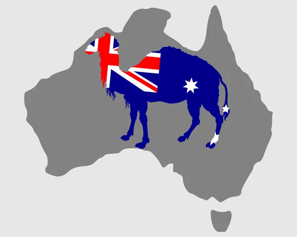 Австралийский верблюд — стоковое фото