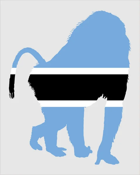 Botsuana de babuíno — Fotografia de Stock