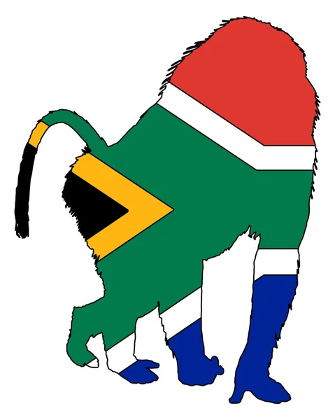 Бабуїн Південно-Африканська Республіка — стокове фото