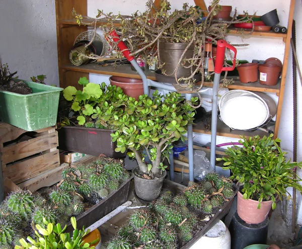 stock image A storage room or cellar for overwintering plants