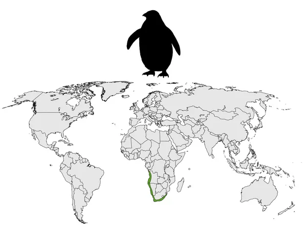 Rango de pingüinos africanos — Foto de Stock