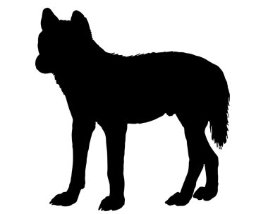 Australian Dingo clipart