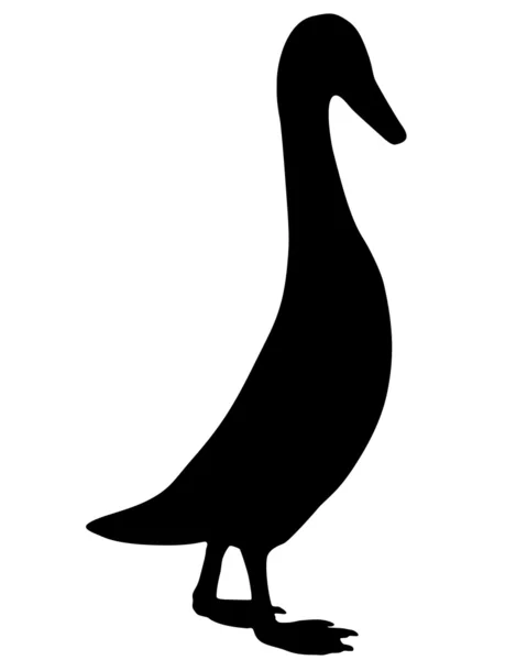Pato-corredor indiano — Fotografia de Stock