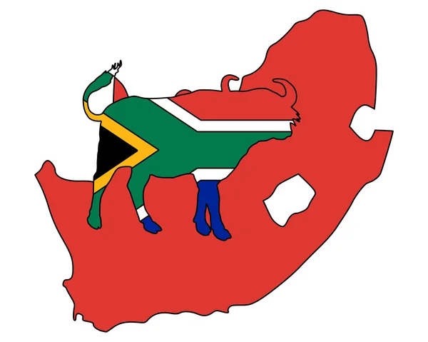 Afrique du Sud buffle — Photo