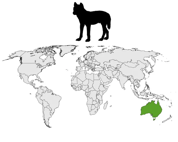 Rząd australijski dingo — Zdjęcie stockowe
