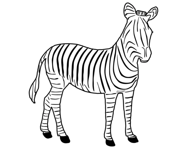 Zebra pruhy — Stock fotografie