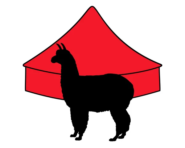 Альпака в цирке — стоковое фото