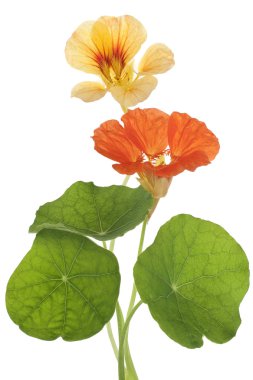 Nasturtium