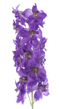 Larkspur clipart