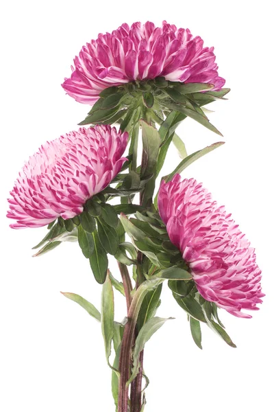 Stock image China aster