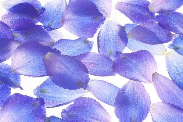 Larkspur petals — Stock Photo, Image