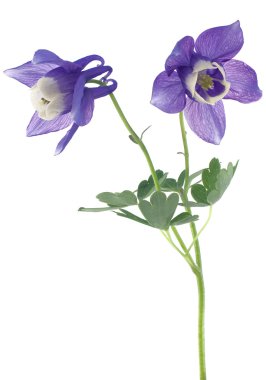 Columbine