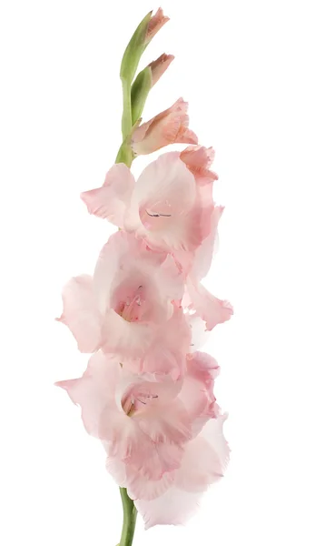 Gladiolus — Stock Photo, Image