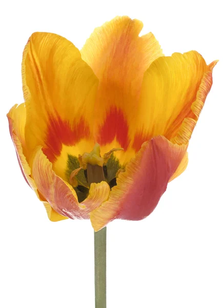 stock image Tulip