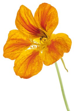 Nasturtium