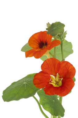 Nasturtium clipart