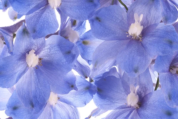 Hezaren çiçeği — Stok fotoğraf