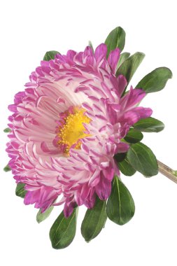 Çin aster