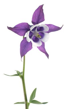 Columbine